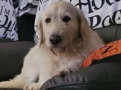 Male Labradoodle in Mayo