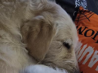 Male Labradoodle in Mayo