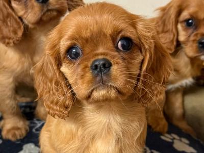 IKC Cavalier King Charles Spaniel puppies in Sligo