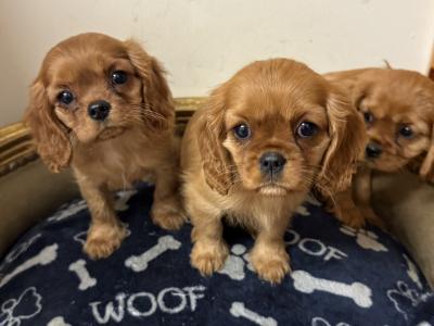 IKC Cavalier King Charles Spaniel puppies in Sligo