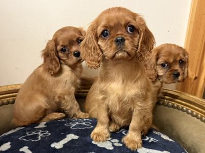 IKC Cavalier King Charles Spaniel puppies in Sligo