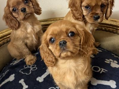 IKC Cavalier King Charles Spaniel puppies in Sligo