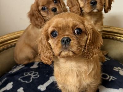 IKC Cavalier King Charles Spaniel puppies in Sligo