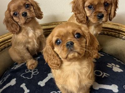 IKC Cavalier King Charles Spaniel puppies in Sligo