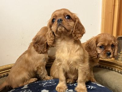 IKC Cavalier King Charles Spaniel puppies in Sligo