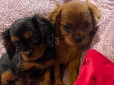 Cavalier King Charles Spaniel puppies in Limerick