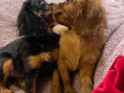 Cavalier King Charles Spaniel puppies in Limerick