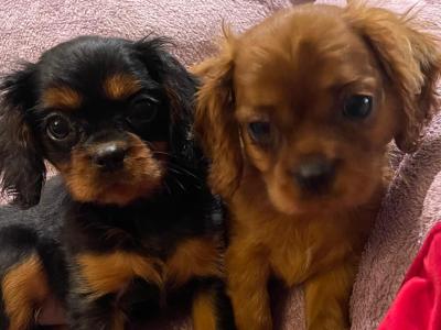 Cavalier King Charles Spaniel puppies in Limerick