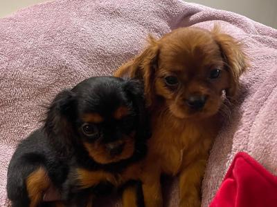 Cavalier King Charles Spaniel puppies in Limerick