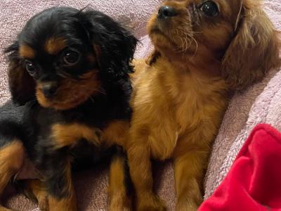 Cavalier King Charles Spaniel puppies in Limerick