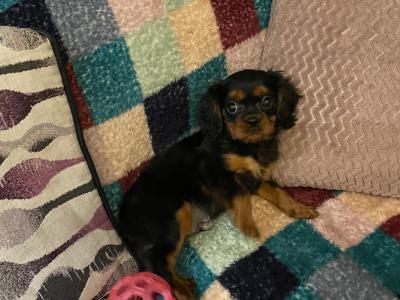 Cavalier King Charles Spaniel puppies in Limerick
