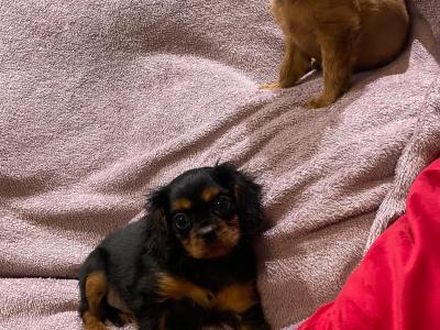 Cavalier King Charles Spaniel puppies in Limerick