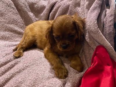 Cavalier King Charles Spaniel puppies in Limerick