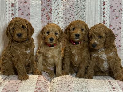3 male & 1 female F1B Cockapoo puppies for sale in Roscommon