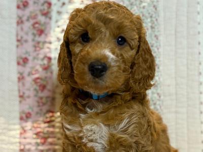 3 male & 1 female F1B Cockapoo puppies for sale in Roscommon