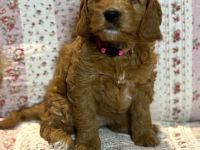 3 male & 1 female F1B Cockapoo puppies for sale in Roscommon