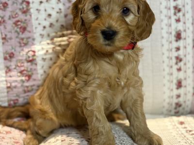 3 male & 1 female F1B Cockapoo puppies for sale in Roscommon
