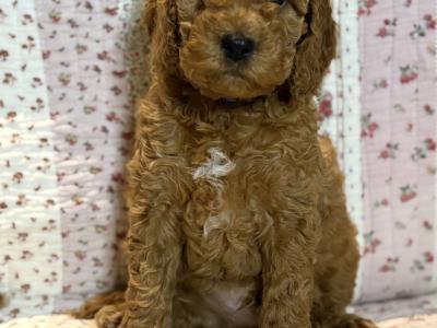 3 male & 1 female F1B Cockapoo puppies for sale in Roscommon