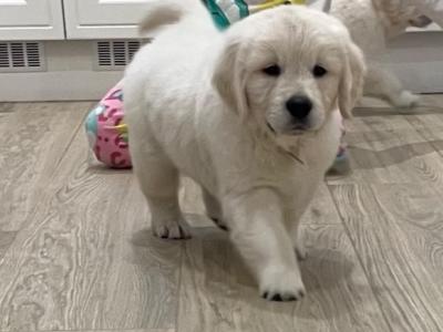 IKC Registered *Pick of the litter* 1 Pedigree male Golden Retriever puppy left in Offaly