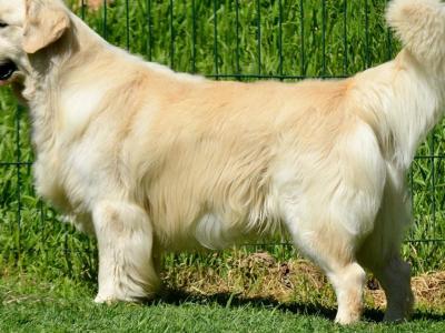 IKC Registered *Pick of the litter* 1 Pedigree male Golden Retriever puppy left in Offaly