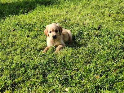 Beautiful Golden Irish (Golden Retriever x Irish Setter) puppies in Galway