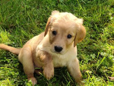 Beautiful Golden Irish (Golden Retriever x Irish Setter) puppies in Galway