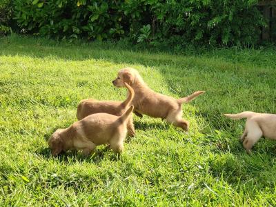 Beautiful Golden Irish (Golden Retriever x Irish Setter) puppies in Galway