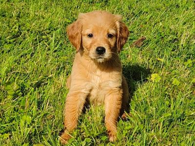 Beautiful Golden Irish (Golden Retriever x Irish Setter) puppies in Galway