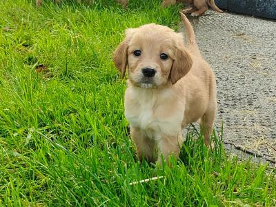 Beautiful Golden Irish (Golden Retriever x Irish Setter) puppies in Galway