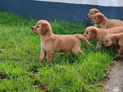 Beautiful Golden Irish (Golden Retriever x Irish Setter) puppies in Galway