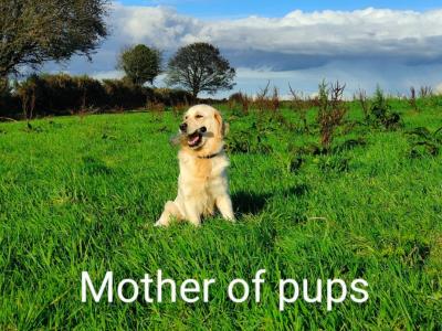 Beautiful Golden Irish (Golden Retriever x Irish Setter) puppies in Galway