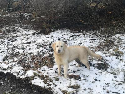 Beautiful Golden Irish (Golden Retriever x Irish Setter) puppies in Galway