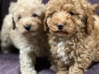 Miniature Poodle puppies in Wicklow 🐩