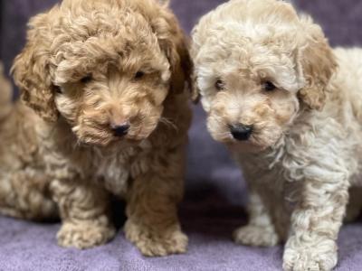 Miniature Poodle puppies in Wicklow 🐩