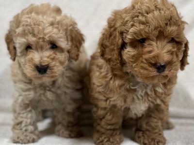 Miniature Poodle puppies in Wicklow 🐩