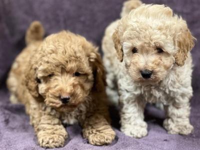 Miniature Poodle puppies in Wicklow 🐩