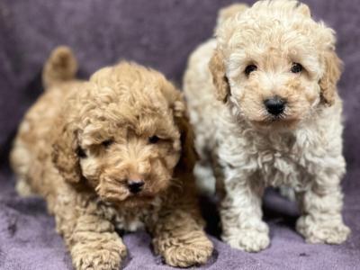 Miniature Poodle puppies in Wicklow 🐩