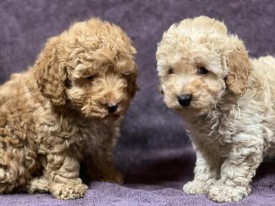 Miniature Poodle puppies in Wicklow 🐩