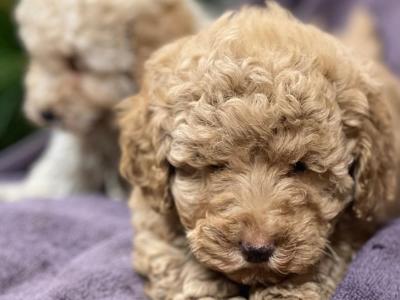 Miniature Poodle puppies in Wicklow 🐩