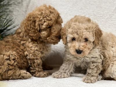 Miniature Poodle puppies in Wicklow 🐩