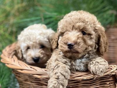 Miniature Poodle puppies in Wicklow 🐩