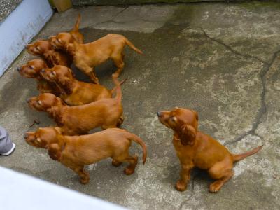 Irish Red Setter puppies in Waterford