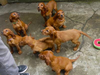 Irish Red Setter puppies in Waterford