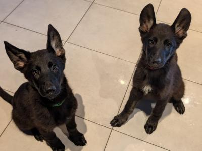 German Shepherd puppies for sale in Cork