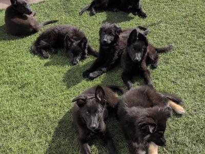 German Shepherd puppies for sale in Cork