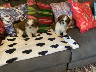 Delightful Shih Tzu puppies in Wicklow. Vet checked