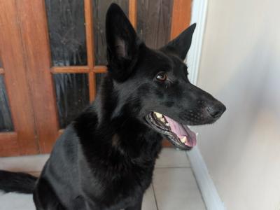German Shepherd puppies for sale in Cork