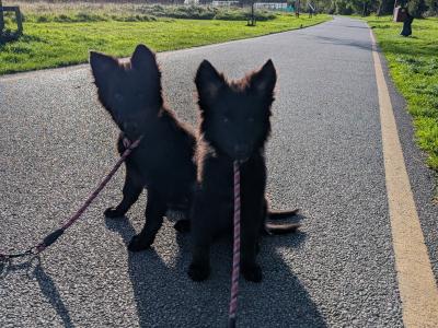 German Shepherd puppies for sale in Cork