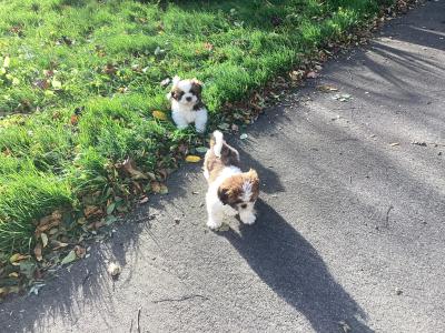 Delightful Shih Tzu puppies in Wicklow. Vet checked