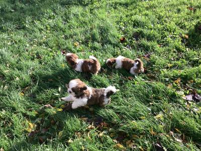 Delightful Shih Tzu puppies in Wicklow. Vet checked